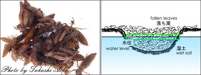 thigmotactic response and a figure of habitat