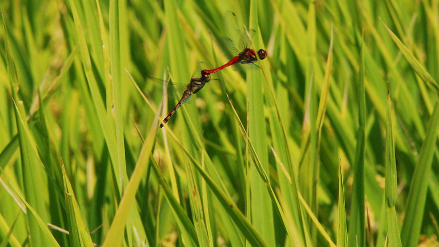 oviposition above the paddy field