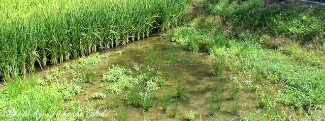 paddy field and an attached pool