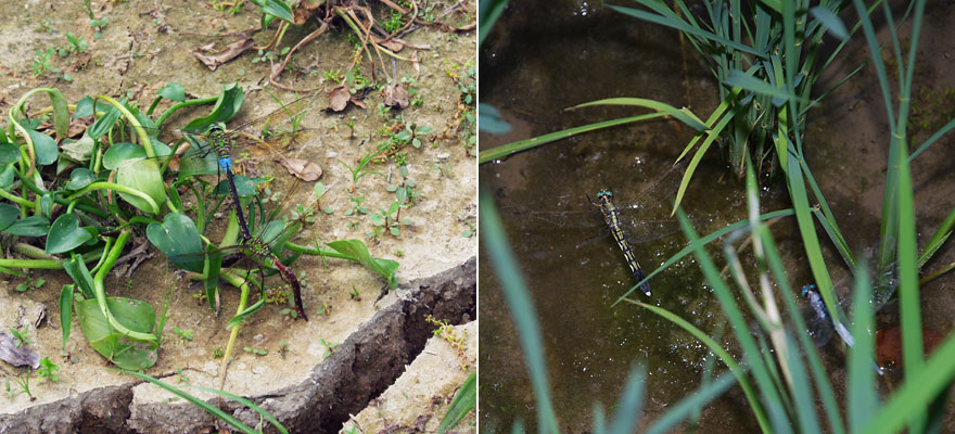 Anax parthenope julius and Orthetrum albistylum speciosum