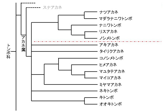 アカネ属のDNA解析に基づく系統分類