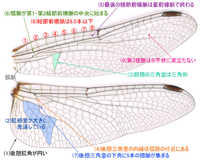 アカネ属の翅脈の特徴