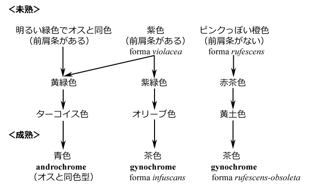 }VECgg{̃X̑̐Fω