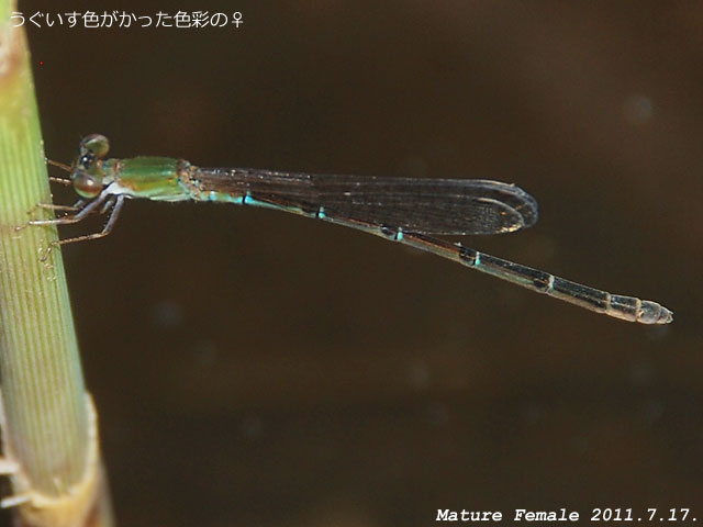 メスの生体写真