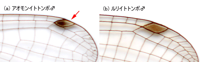 図８．アオモンイトトンボ．この属♂の縁紋は先が淡色になる．
