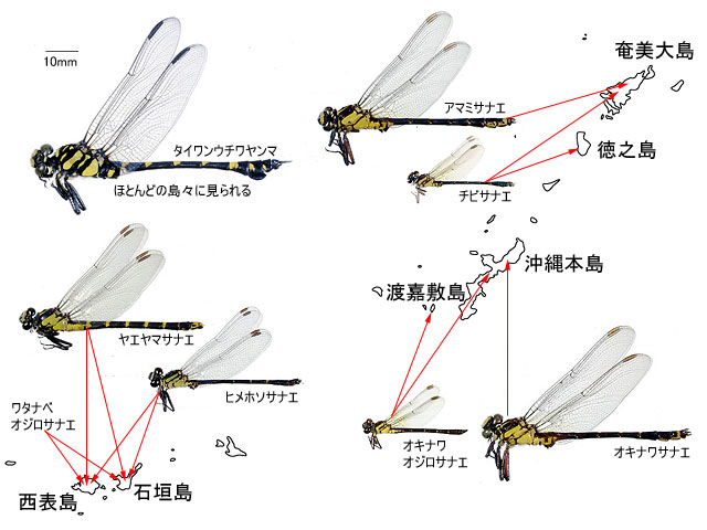 図2.奄美大島以南の島々のサナエトンボ科.サイズは同じ割合に縮小している.