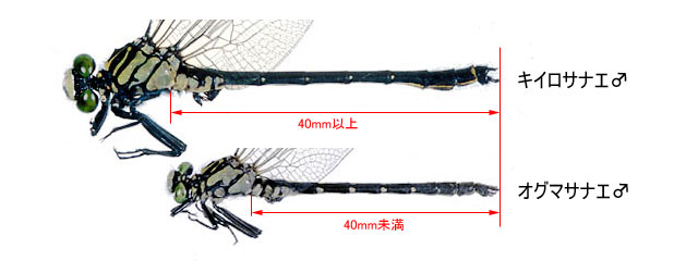 図５．残った種は腹長の長さが大きく異なる2つのグループに分かれる．