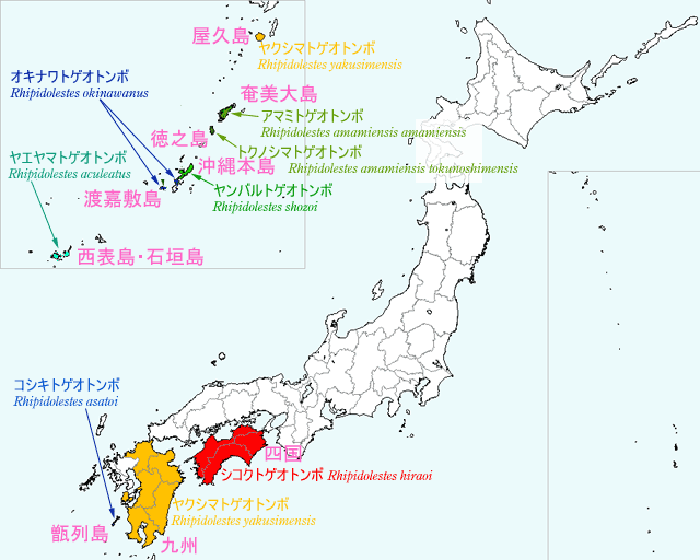図1.チビカワトンボ♀とミナミカワトンボ♀の区別点.