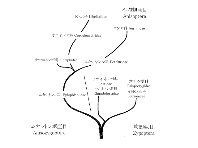 図４．Ando (1962) の提案したトンボ目の系統樹．