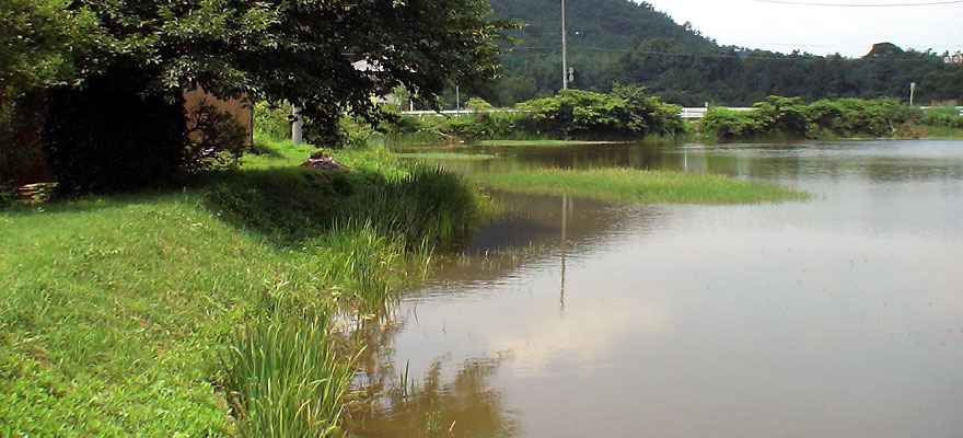 タイワンウチワヤンマのいる池