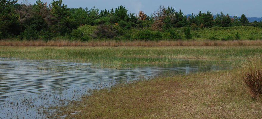 コバネアオイトトンボの典型的な生息池