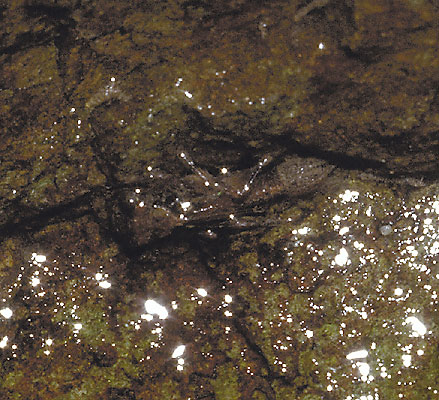 水がしたたる斜面にへばりつくヤンバルトゲオトンボ幼虫