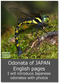Odonata of JAPAN Einglish pages