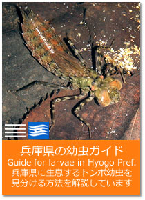 兵庫県の幼虫ガイド Guide for larvae in Hyogo Pref.