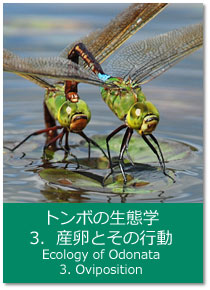 トンボの生態学 3.産卵とその行動 Ecology of Odonata : 3. Oviposition