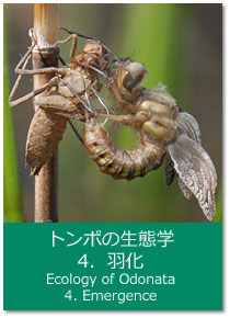 トンボの生態学 4.羽化 Ecology of Odonata : 4. Emergence