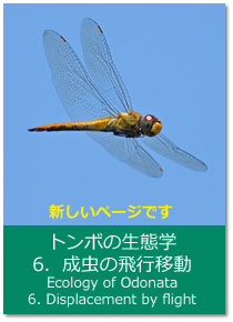 トンボの生態学 6.成虫の飛行移動 Ecology of Odonata : 6. Displacement by flight