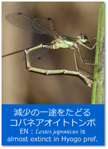 トピックス：減少の一途をたどるコバネアオイトトンボ Topics : Lestes japonicus is almost extinct in Hyogo Pref.
