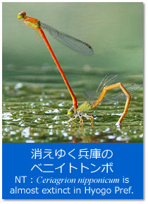 トピックス：消えゆく兵庫のベニイトトンボ Topics : Ceriagrion nipponicum is almost extinct in Hyogo Pref.