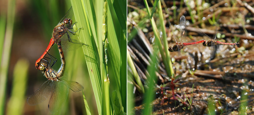 Copulation and oviposition of Sympetrum frequens
