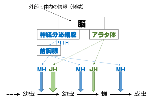 MH,JH�̍�p