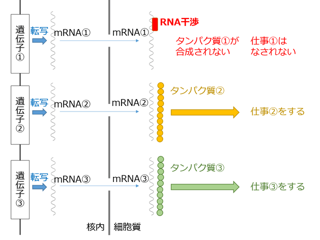 RNA����
