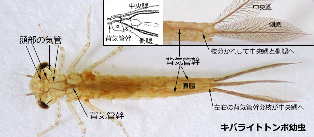 �������ڂ̑����C�ǌn�͓����Ă݂邱�Ƃ��ł���