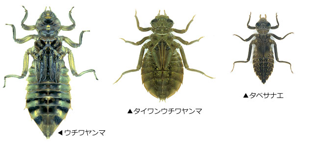 �E�`�������}�C�^�C�����E�`�������}�C�^�x�T�i�G�̗c��