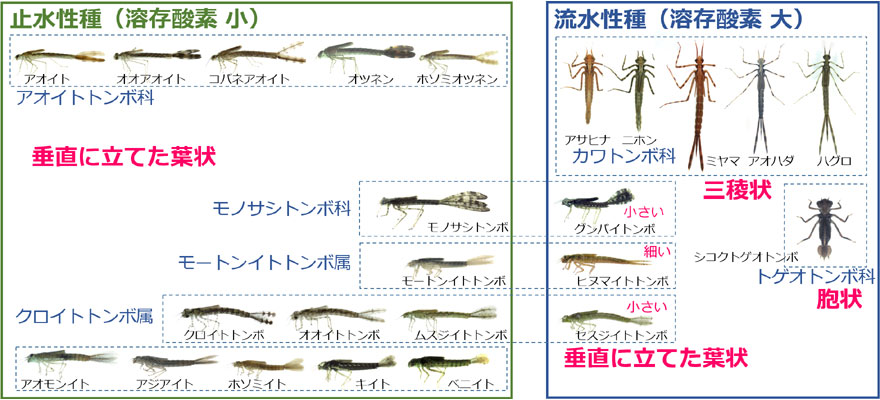 �������ڂ̎~������Ɨ�������̔��Ҍ`�Ԃ̈Ⴂ