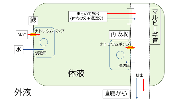 �W����ܓx�̈Ⴂ�ɂ�镪�z�̐��������x�ɂ����̂ƍl�����Ƃ��C���z���E�͕��̑��֊֌W�ƂȂ�