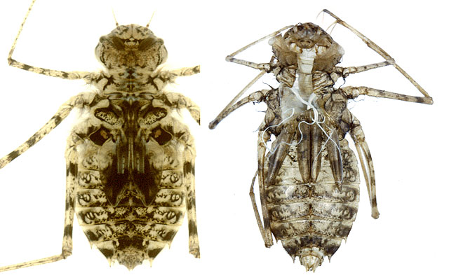 �q�i���}�g���{�̗c���ƉH���k�̔���