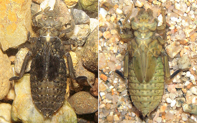 �q���T�i�G�̒n�F�Ɣ���