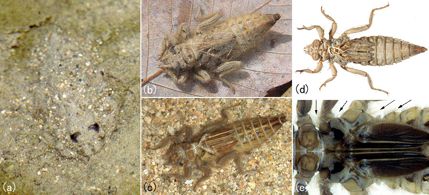 ���}�T�i�G�͓D��g�ɂ��Đ���ɉB������