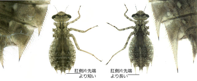 �����̒����̈قȂ�J�I�W���g���{�c��