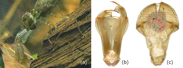 �����̒����̈قȂ�J�I�W���g���{�c��