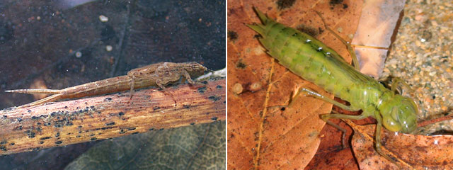 �q�k�}�C�g�g���{�c���ƃM�������}�c���i����j