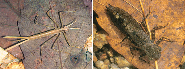 �~���}�J���g���{�c���ƃ~���������}�c��