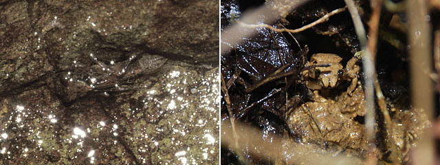 �����o���g�Q�I�g���{�c���ƃ��J�V�����}�c��