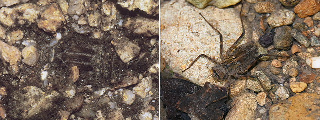 �^�x�T�i�G�c���ƃ^�C�����R���}�g���{�c�� (��O)