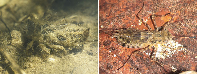 �I�j�����}�c�� (��O) �ƃE�X�o�L�g���{�c�� (����)