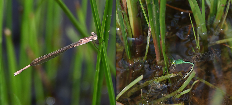 Sympetrum frequens and Mortonagrion selenion