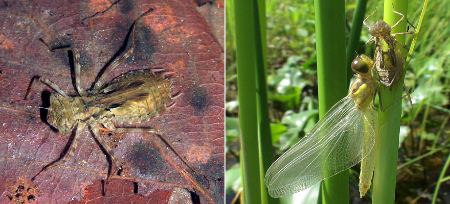 リスアカネの幼虫と羽化