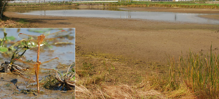 水が落とされた環境に適応しているオオキトンボ