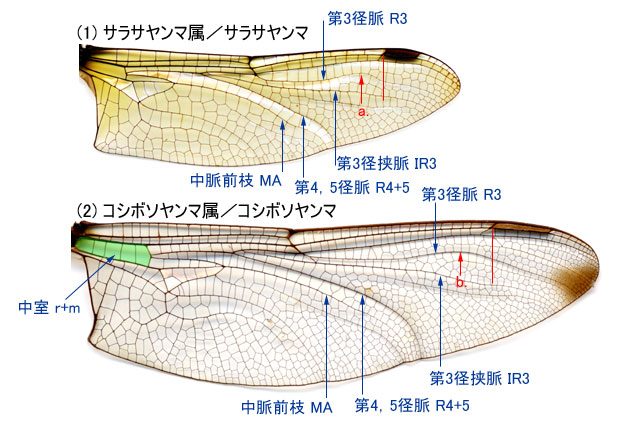図２．サラサヤンマ♂とコシボソヤンマ♂の後翅翅脈．