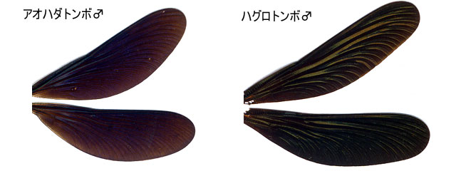 図２．アオハダトンボ♂とハグロトンボ♂の翅の形の違い．
