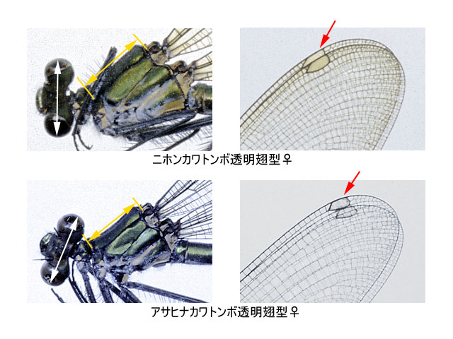 図４．典型的な個体におけるニホンカワトンボ透明翅型♀とアサヒナカワトンボ透明翅型♀の違い．