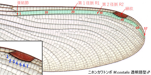 図６．ニホンカワトンボ透明翅型オスの結節より外側の翅脈．