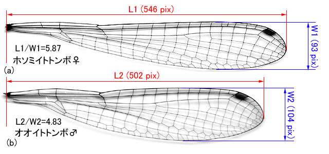 図４．ホソミイトトンボとオオイトトンボの 前翅長/最大幅 比較．