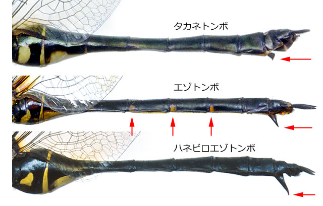 兵庫県に産するエゾトンボ属3種♀の比較