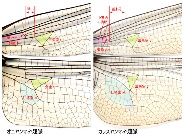 図３．オニヤンマ科とミナミヤンマ科の翅脈・翅室比較．